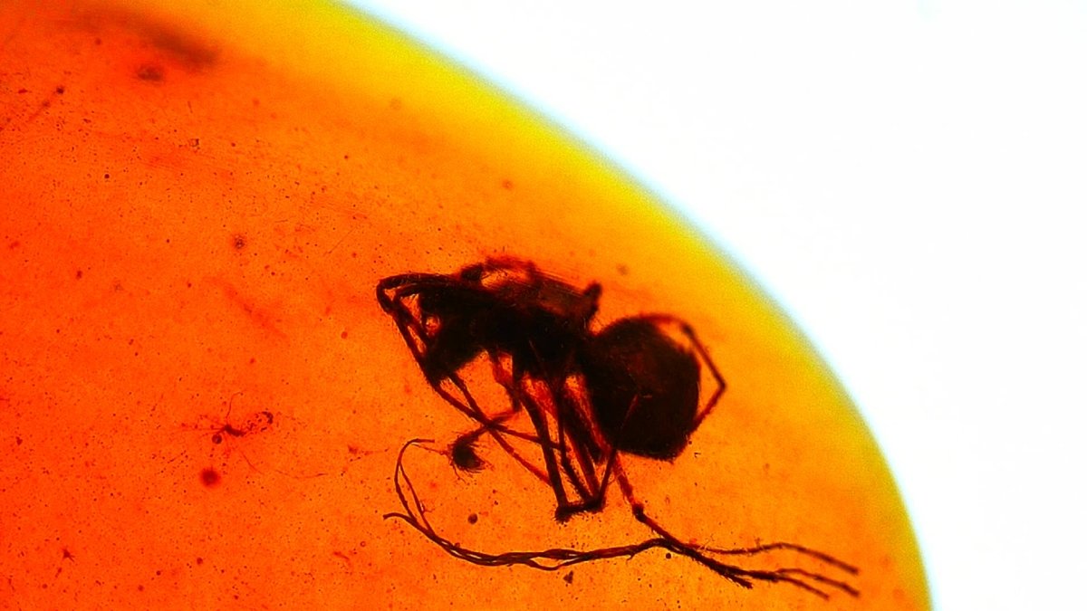 Burmese Amber fossil with spider insect inclusion, Cretaceous period (0.73") - FossilsAndMore