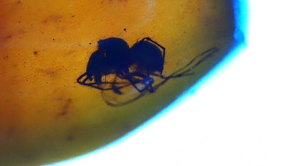 Burmese Amber fossil with spider insect inclusion, Cretaceous period (0.73") - FossilsAndMore