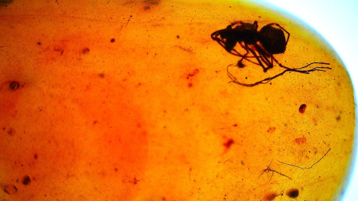Burmese Amber fossil with spider insect inclusion, Cretaceous period (0.73") - FossilsAndMore