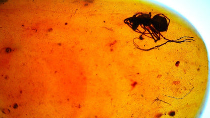 Burmese Amber fossil with spider insect inclusion, Cretaceous period (0.73") - FossilsAndMore