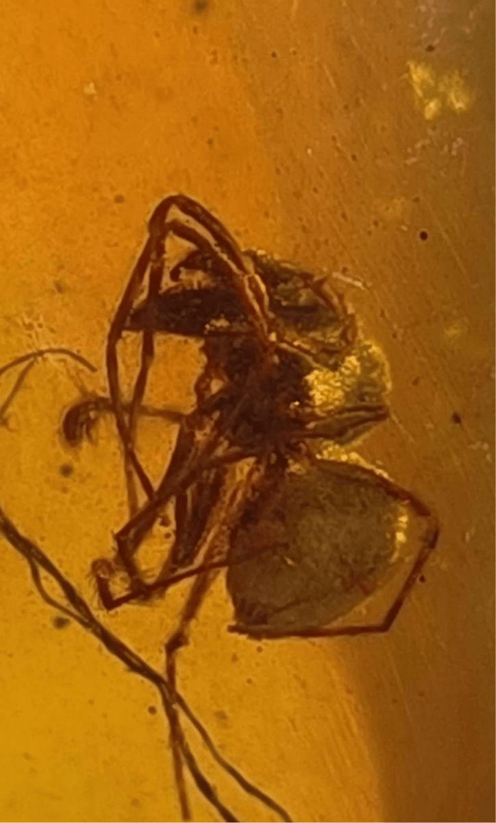 Burmese Amber fossil with spider insect inclusion, Cretaceous period (0.73") - FossilsAndMore