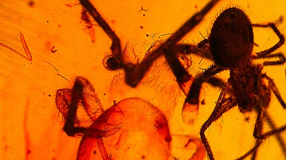 Burmese Amber fossil with spider insect inclusion, Cretaceous period (0.85") - FossilsAndMore