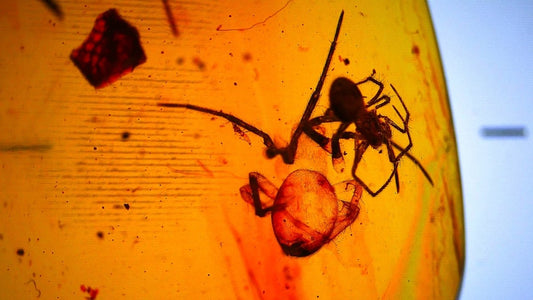 Burmese Amber fossil with spider insect inclusion, Cretaceous period (0.85") - FossilsAndMore