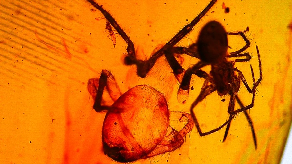 Burmese Amber fossil with spider insect inclusion, Cretaceous period (0.85") - FossilsAndMore