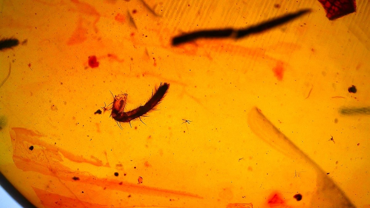 Burmese Amber fossil with spider insect inclusion, Cretaceous period (0.85") - FossilsAndMore