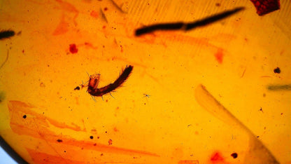 Burmese Amber fossil with spider insect inclusion, Cretaceous period (0.85") - FossilsAndMore