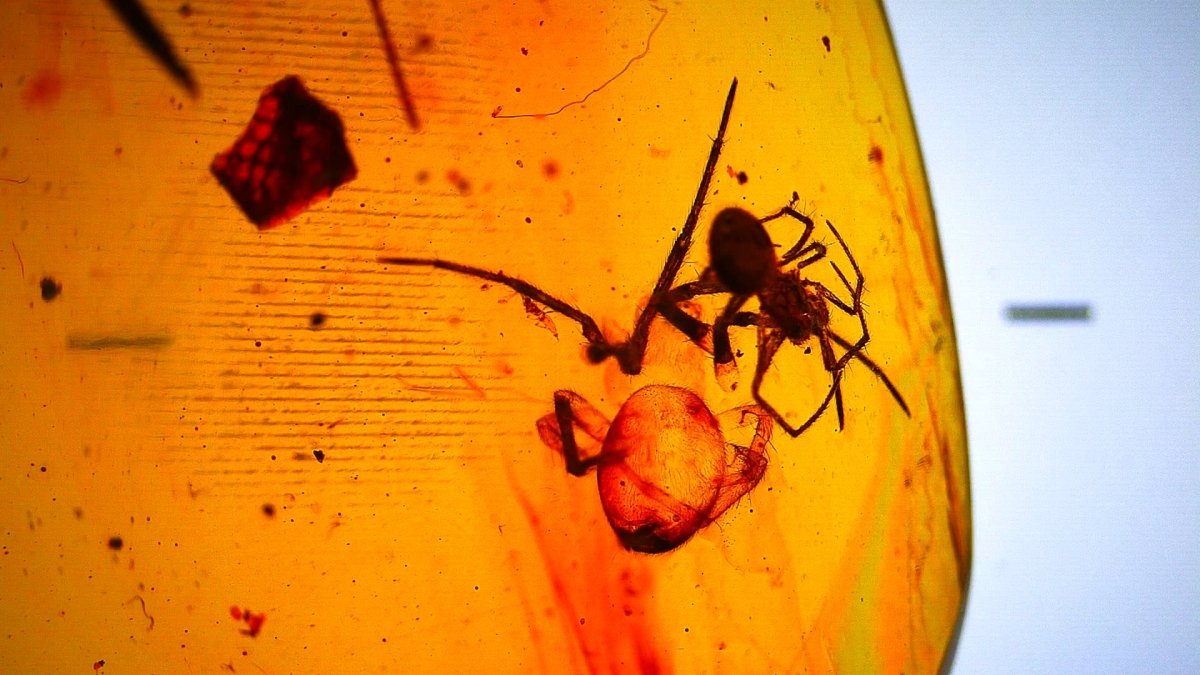 Burmese Amber fossil with spider insect inclusion, Cretaceous period (0.85") - FossilsAndMore