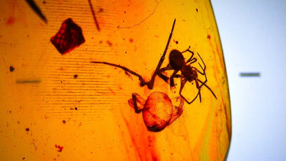 Burmese Amber fossil with spider insect inclusion, Cretaceous period (0.85") - FossilsAndMore