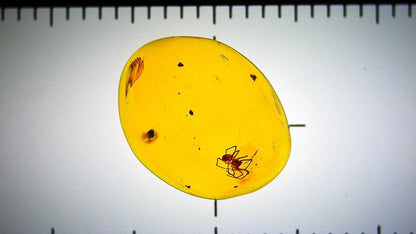 Yellow amber fossil with small spider and on a white background with ruler for scale.