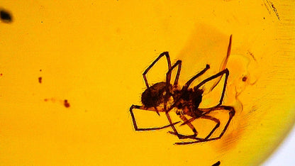 Burmese Amber fossil with spider species insect inclusion from Myanmar - FossilsAndMore