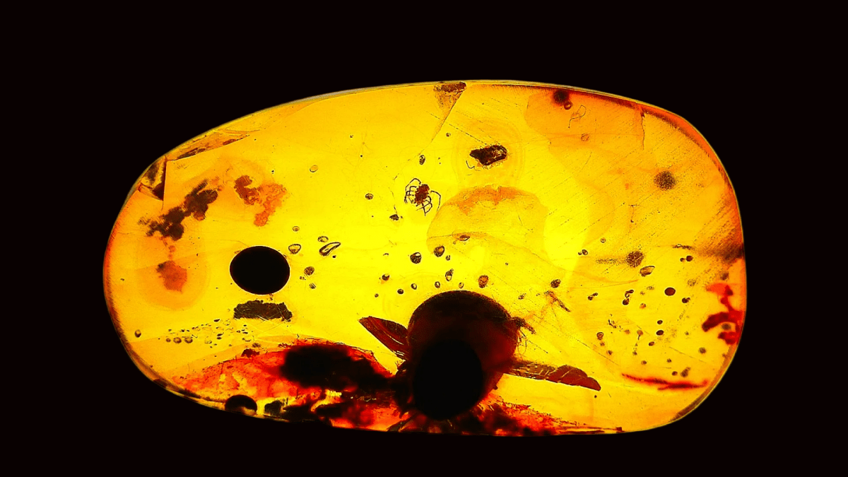 Burmese Amber fossil with tick species insect inclusion from Myanmar - FossilsAndMore