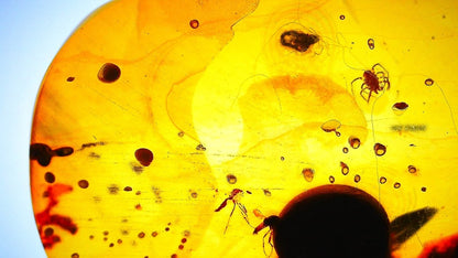 Burmese Amber fossil with tick species insect inclusion from Myanmar - FossilsAndMore