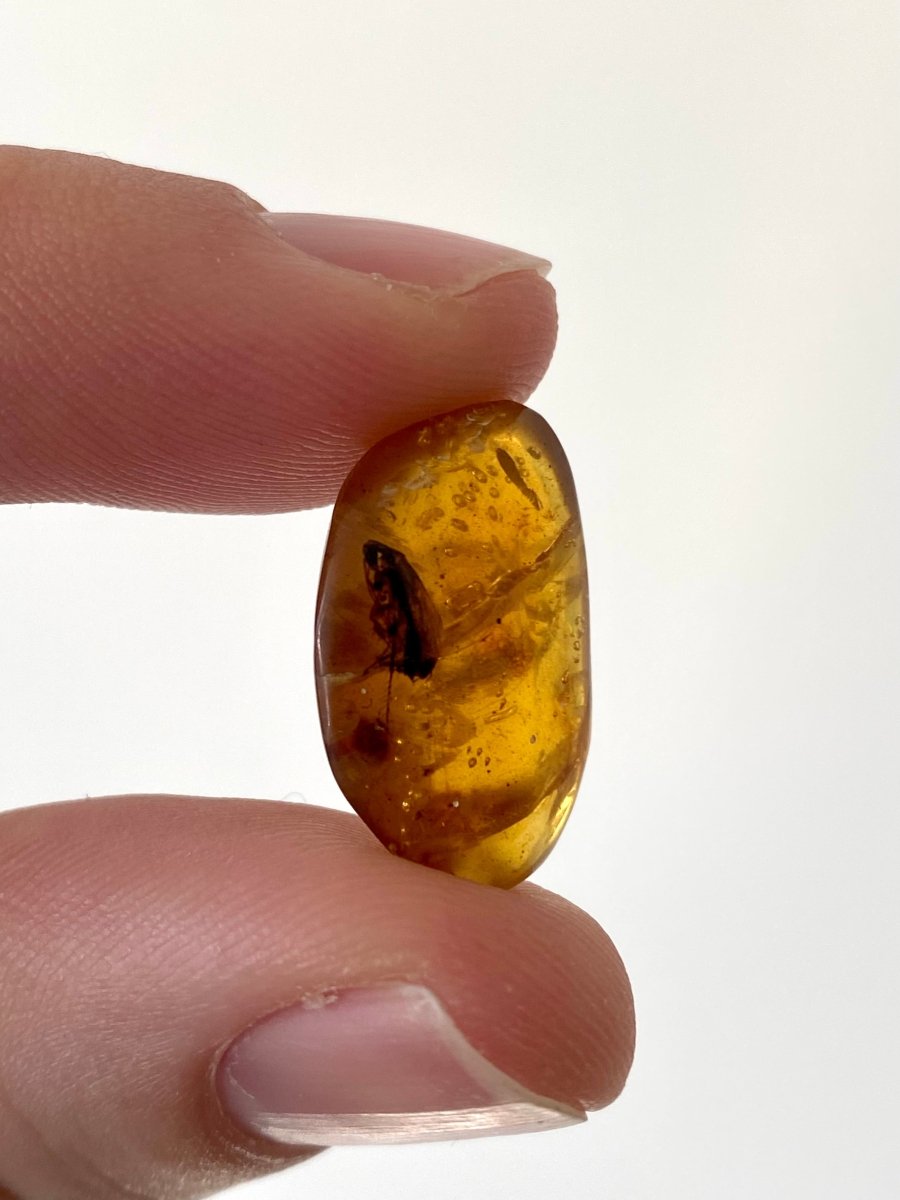 Burmese Amber with big fly - FossilsAndMore