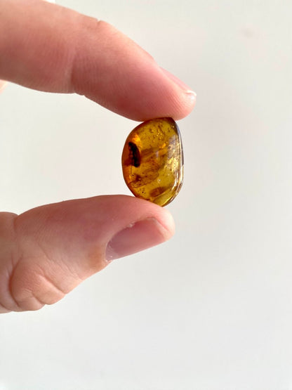 Burmese Amber with big fly - FossilsAndMore