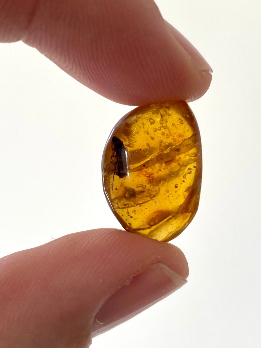 Burmese Amber with big fly - FossilsAndMore