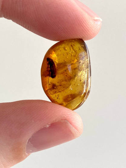 Burmese Amber with big fly - FossilsAndMore