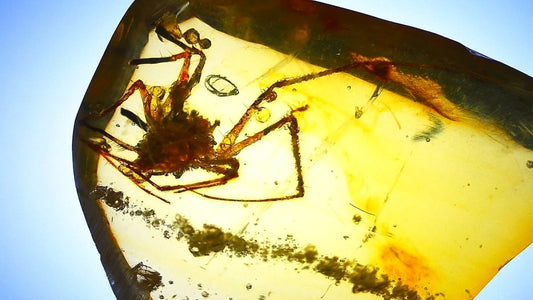 Burmese Amber with large spider, fossil tree resin (burmite amber) - FossilsAndMore