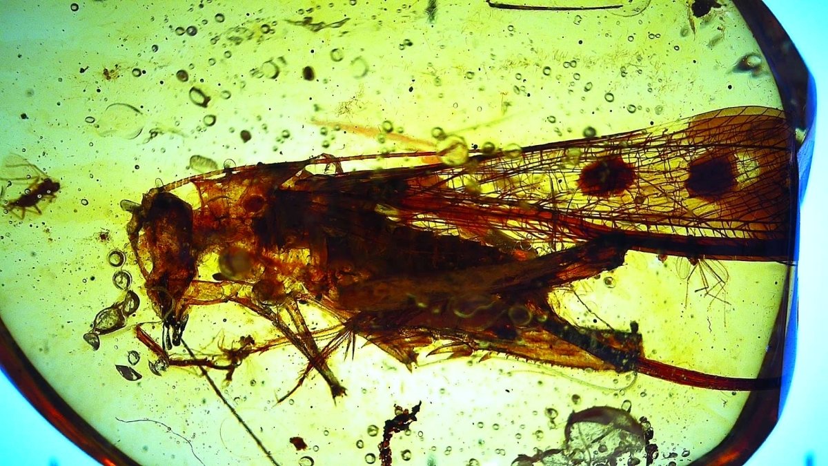 Burmese Amber with Large Tettigoniidae Grasshopper inclusion, fossil resin (Burmite amber) - FossilsAndMore