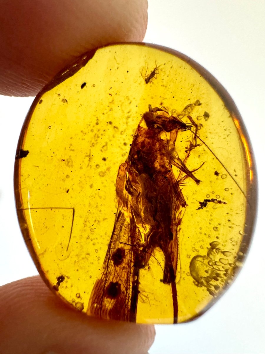 Burmese Amber with Large Tettigoniidae Grasshopper inclusion, fossil resin (Burmite amber) - FossilsAndMore