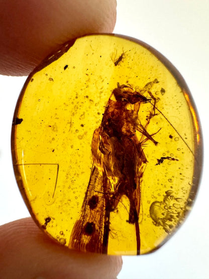 Burmese Amber with Large Tettigoniidae Grasshopper inclusion, fossil resin (Burmite amber) - FossilsAndMore