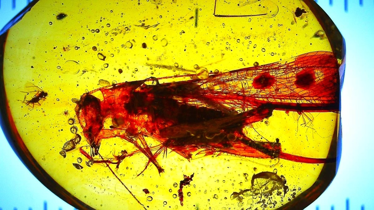 Burmese Amber with Large Tettigoniidae Grasshopper inclusion, fossil resin (Burmite amber) - FossilsAndMore