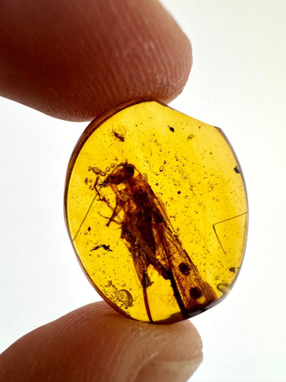 Burmese Amber with Large Tettigoniidae Grasshopper inclusion, fossil resin (Burmite amber) - FossilsAndMore