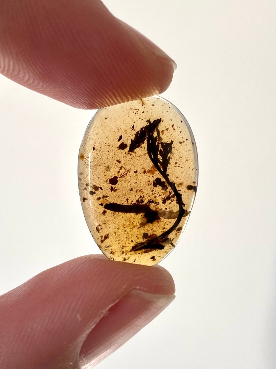 Burmese Amber with leaf - FossilsAndMore