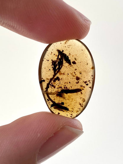 Burmese Amber with leaf - FossilsAndMore