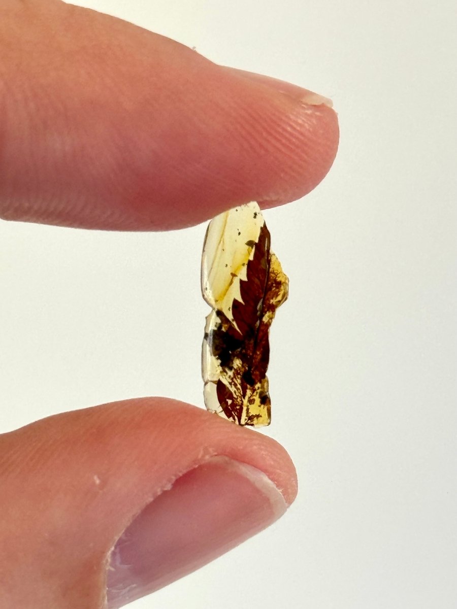 Burmese Amber with leaf, fern species (burmite amber) - FossilsAndMore