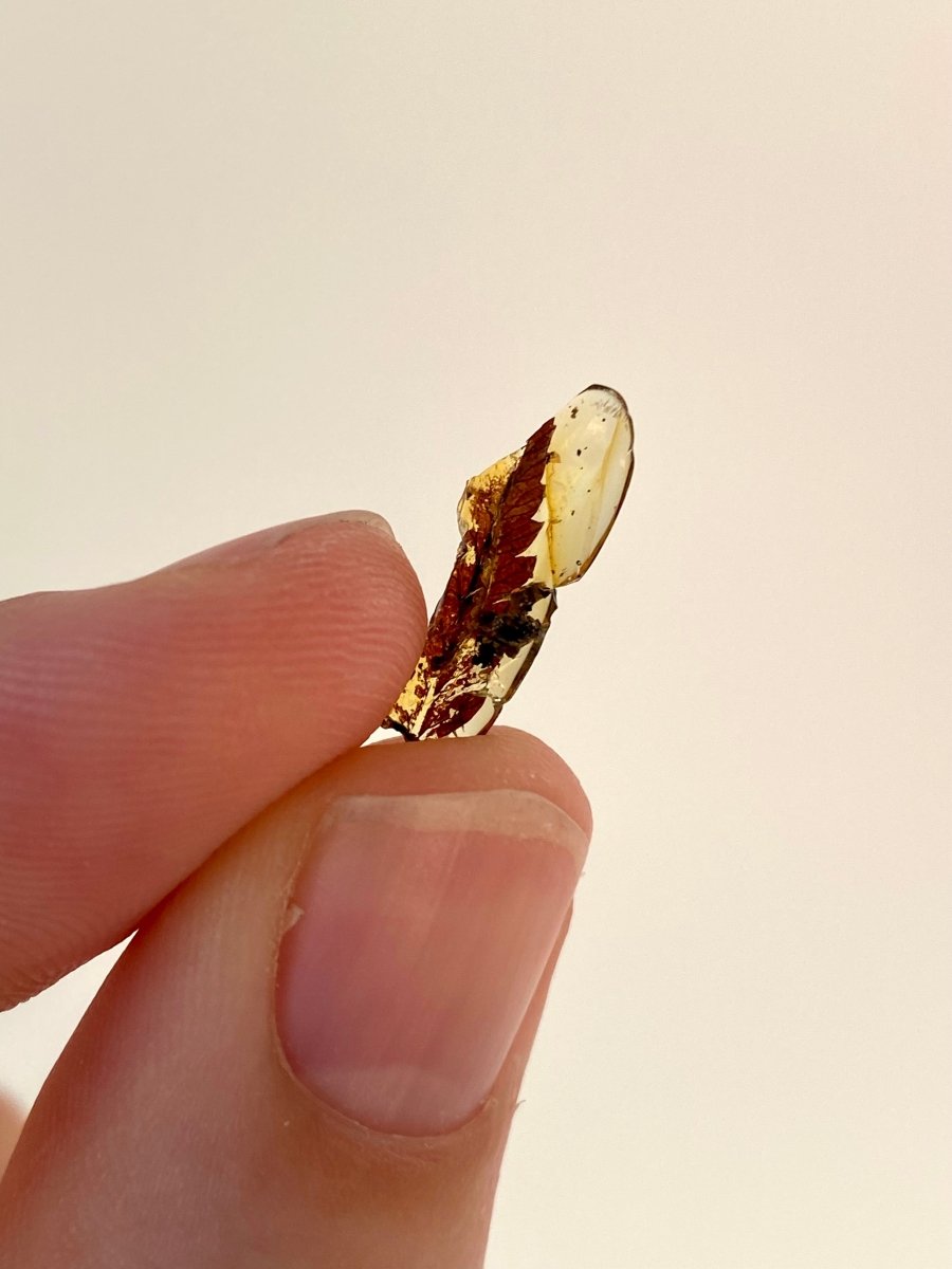 Burmese Amber with leaf, fern species (burmite amber) - FossilsAndMore