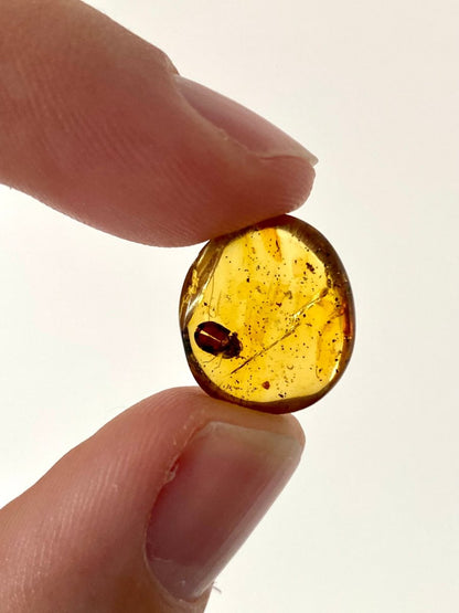 Burmese Amber with small beetle species - FossilsAndMore