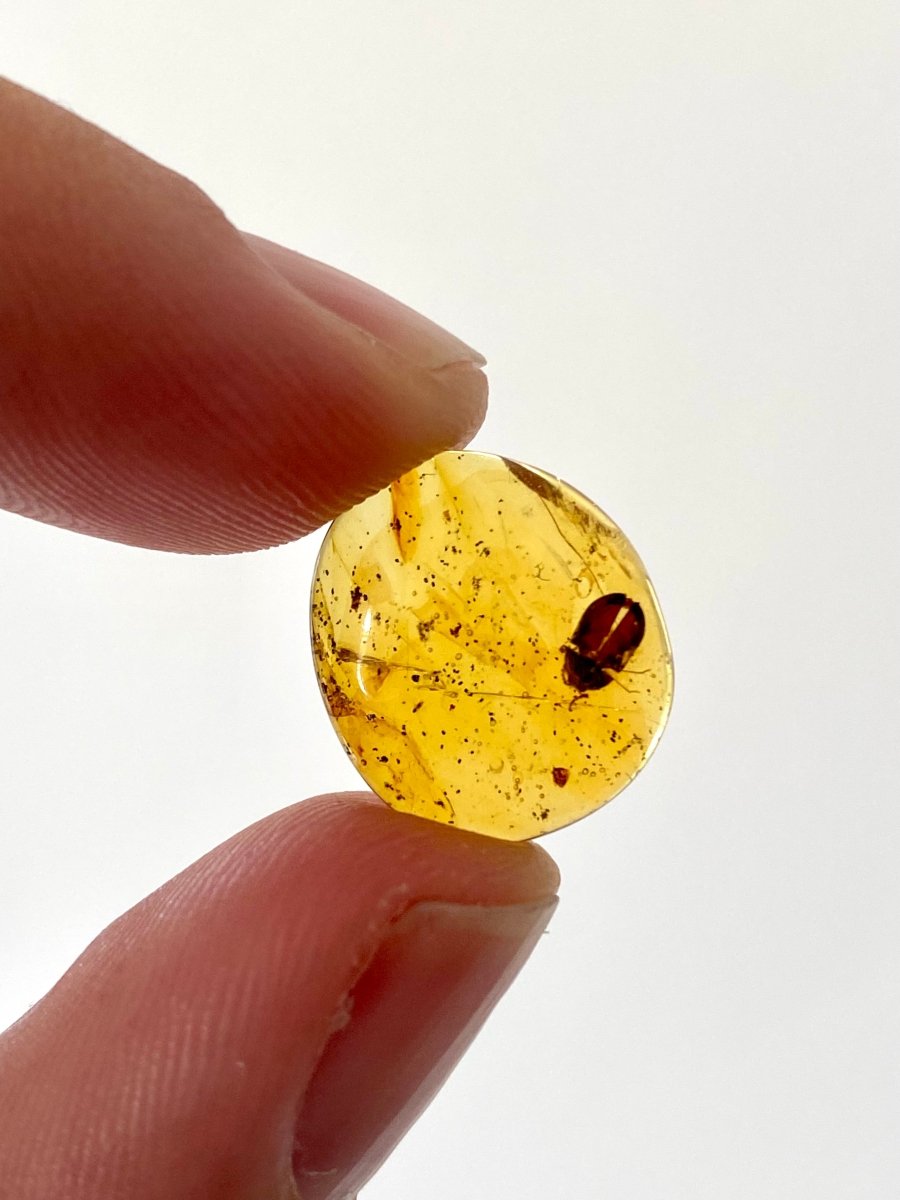 Burmese Amber with small beetle species - FossilsAndMore