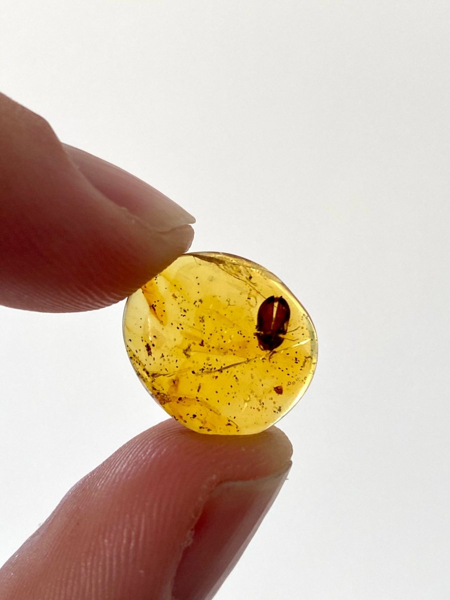 Burmese Amber with small beetle species - FossilsAndMore