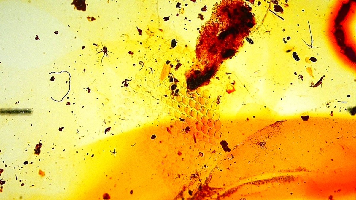 Burmese Amber with small scorpion species insect and rare lizard skin fragment - FossilsAndMore