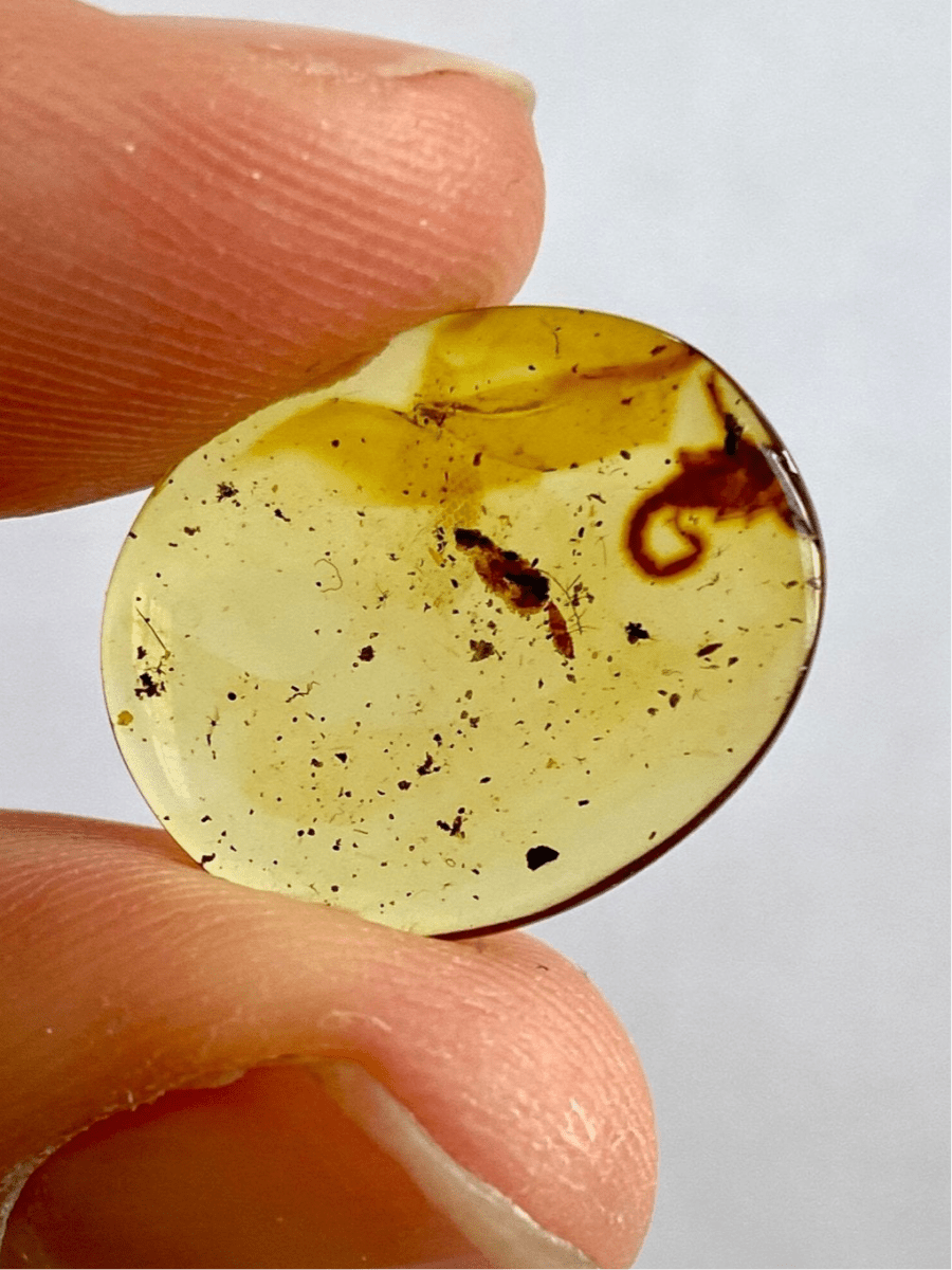 Burmese Amber with small scorpion species insect and rare lizard skin fragment - FossilsAndMore