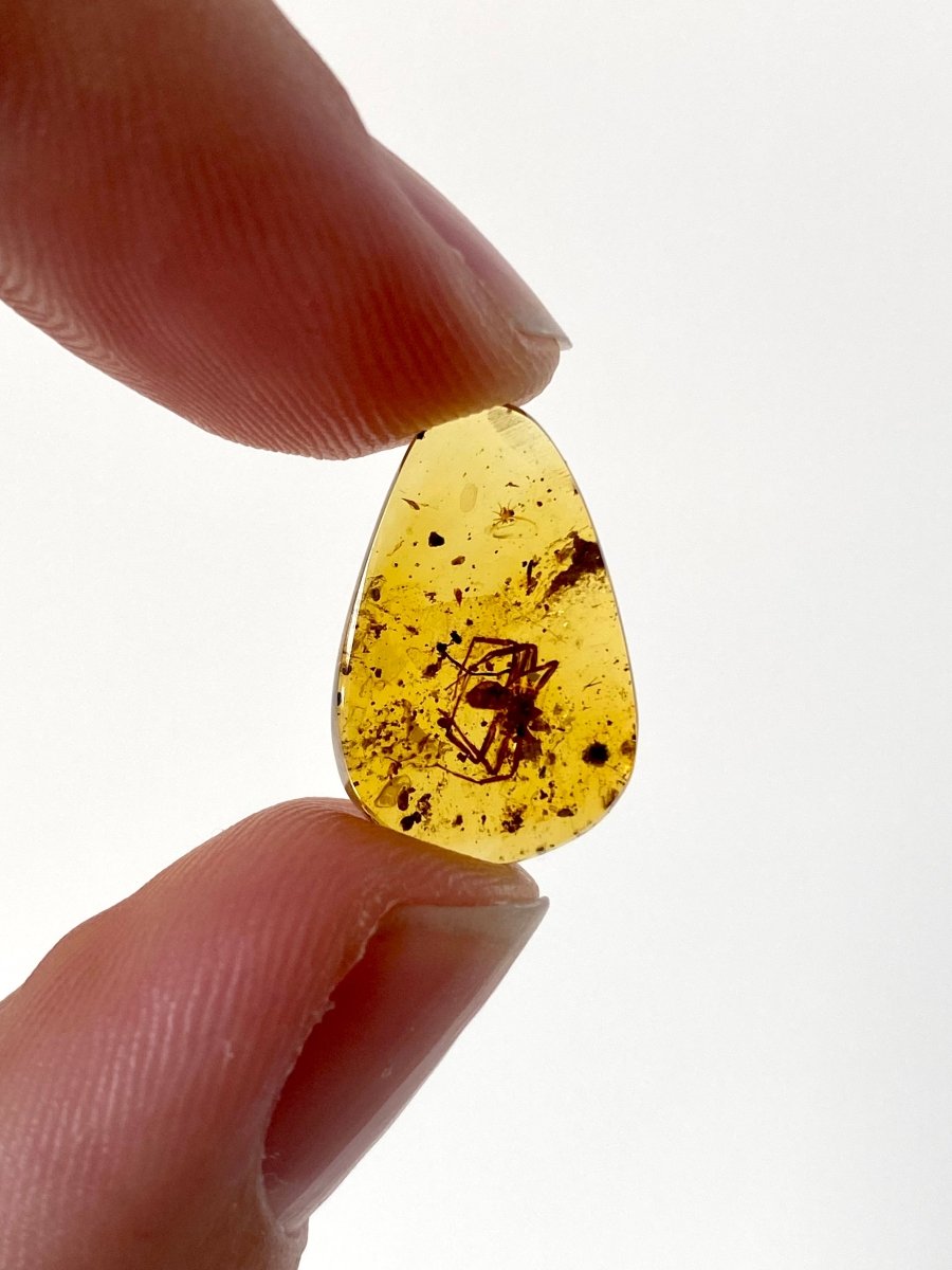 Burmese Amber with spider - FossilsAndMore