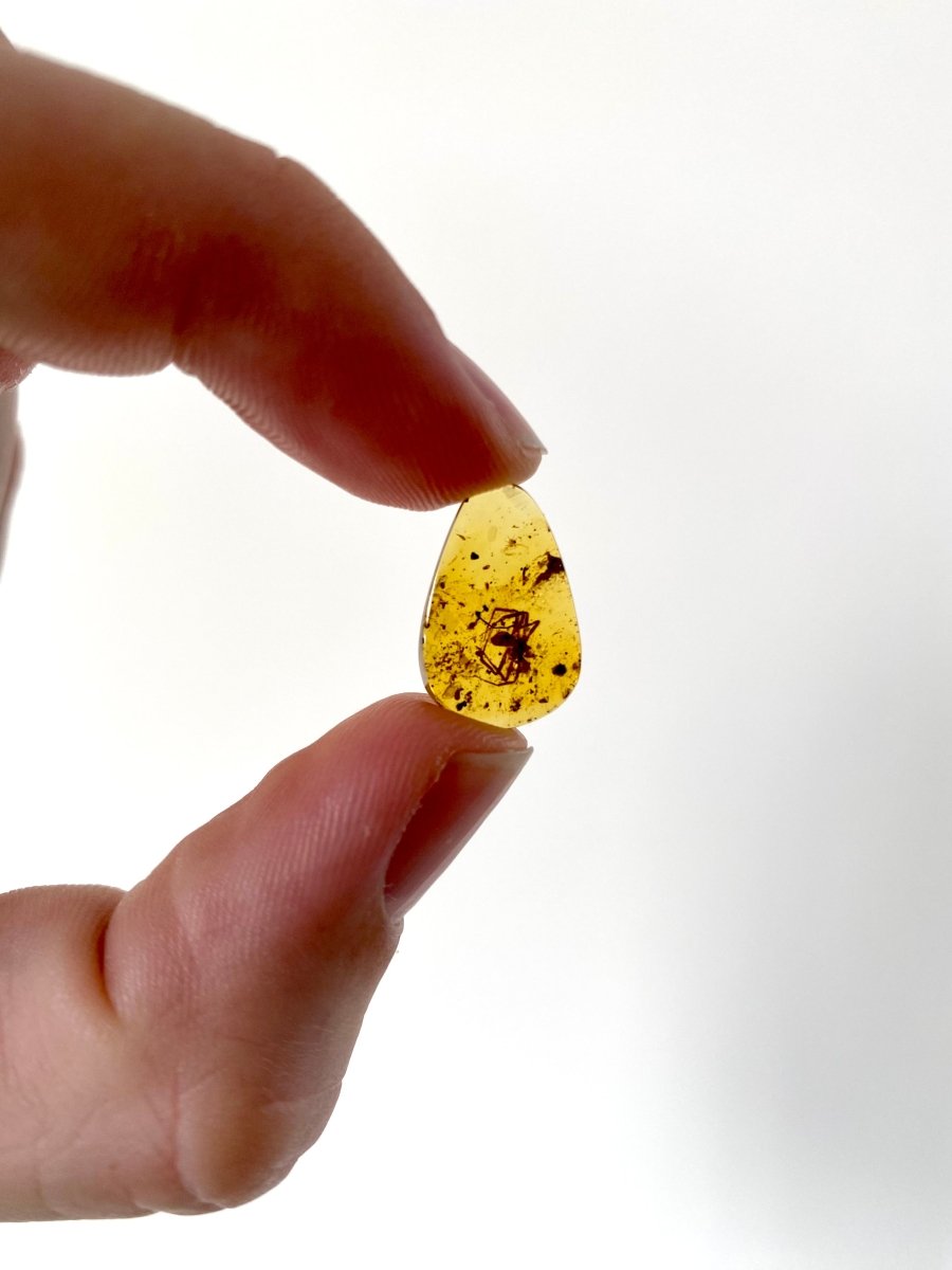 Burmese Amber with spider - FossilsAndMore