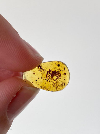 Burmese Amber with spider - FossilsAndMore