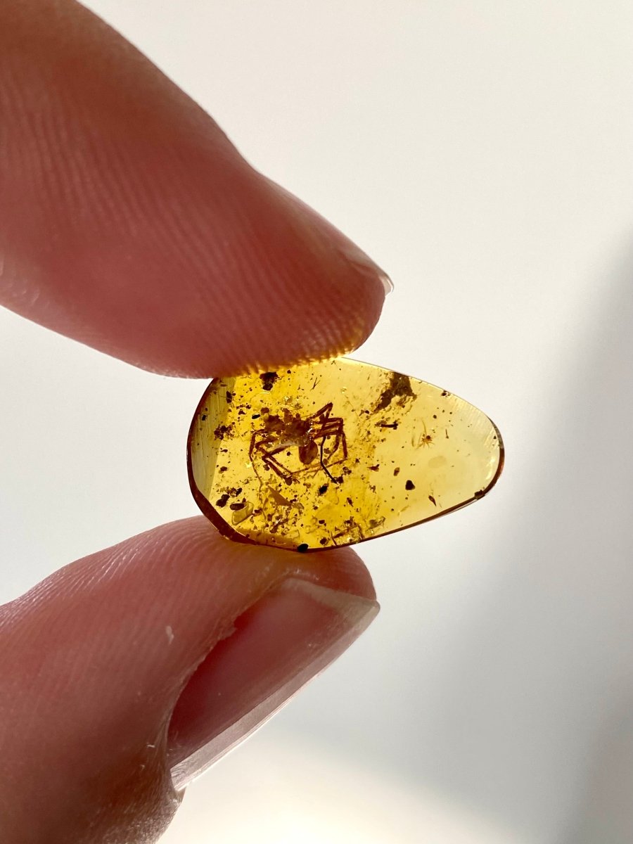 Burmese Amber with spider - FossilsAndMore