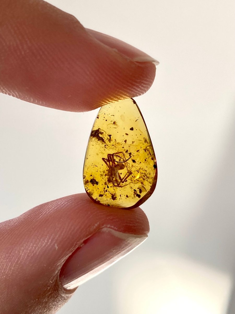 Burmese Amber with spider - FossilsAndMore