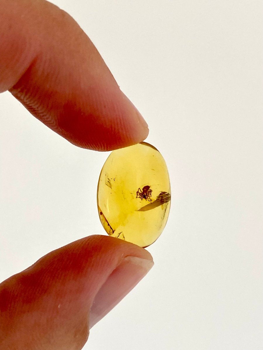 Burmese Amber with spider, fossil tree resin (burmite amber) - FossilsAndMore