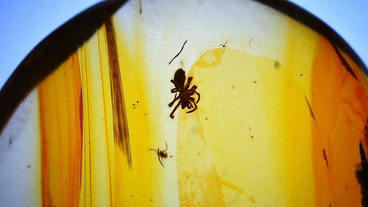 Burmese Amber with spider, fossil tree resin (burmite amber) - FossilsAndMore