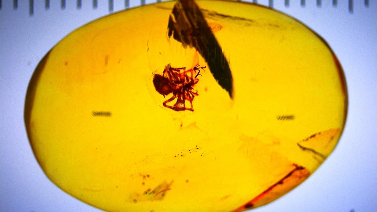 Burmese Amber with spider, fossil tree resin (burmite amber) - FossilsAndMore