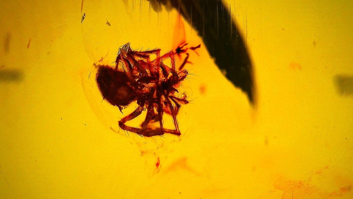 Burmese Amber with spider, fossil tree resin (burmite amber) - FossilsAndMore