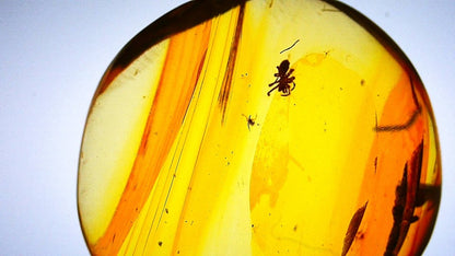 Burmese Amber with spider, fossil tree resin (burmite amber) - FossilsAndMore