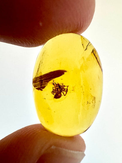 Burmese Amber with spider, fossil tree resin (burmite amber) - FossilsAndMore