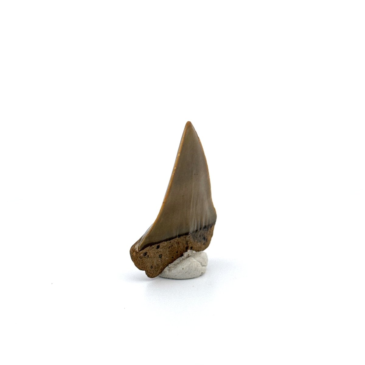 C. Hastalis fossil shark tooth (1.75") from Antwerp, Belgium - FossilsAndMore