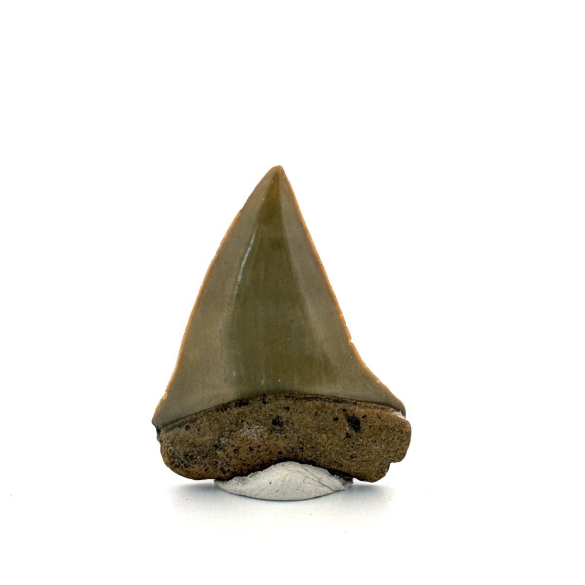 C. Hastalis fossil shark tooth (1.75") from Antwerp, Belgium - FossilsAndMore