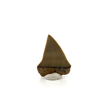 C. Hastalis fossil shark tooth (1.75") from Antwerp, Belgium - FossilsAndMore