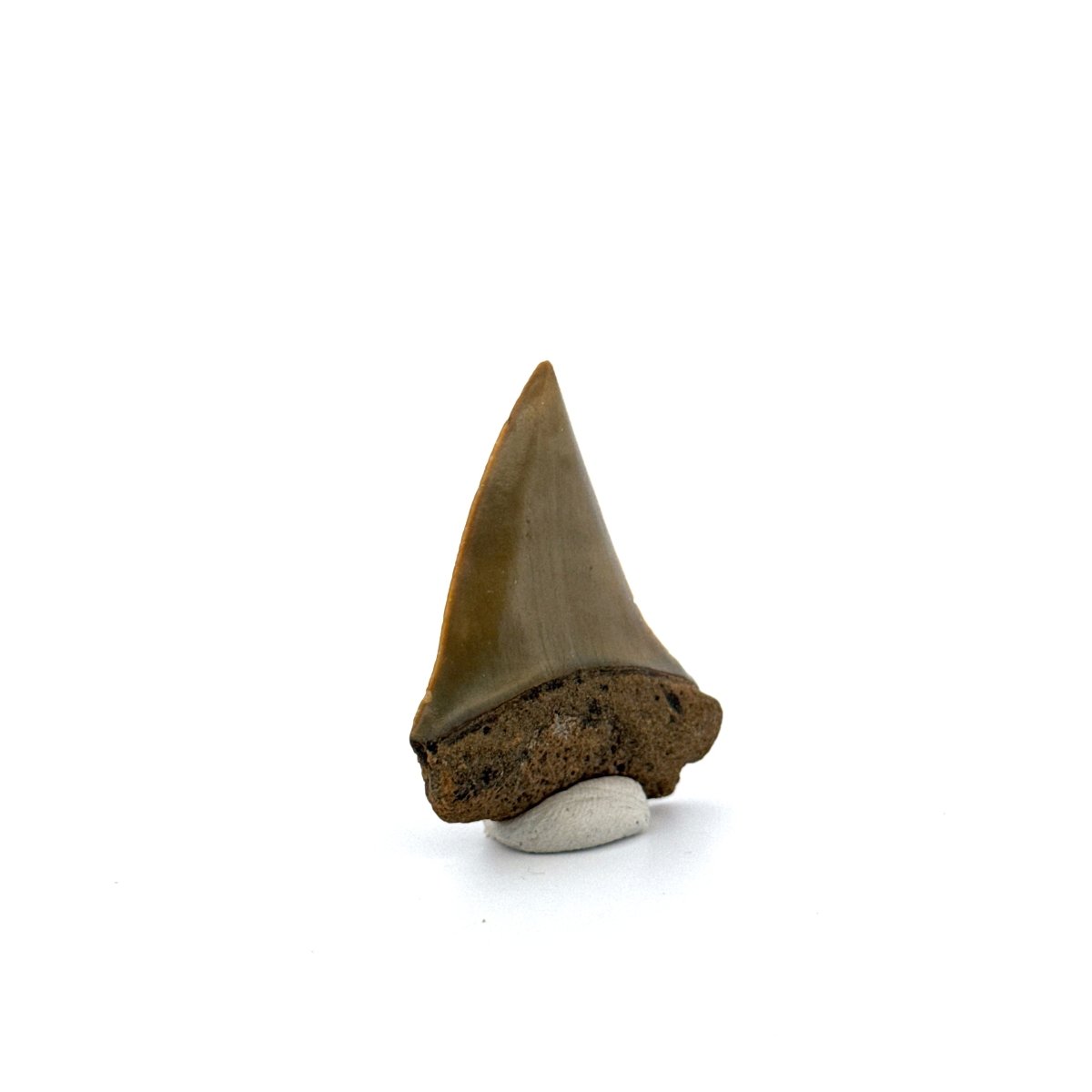 C. Hastalis fossil shark tooth (1.75") from Antwerp, Belgium - FossilsAndMore